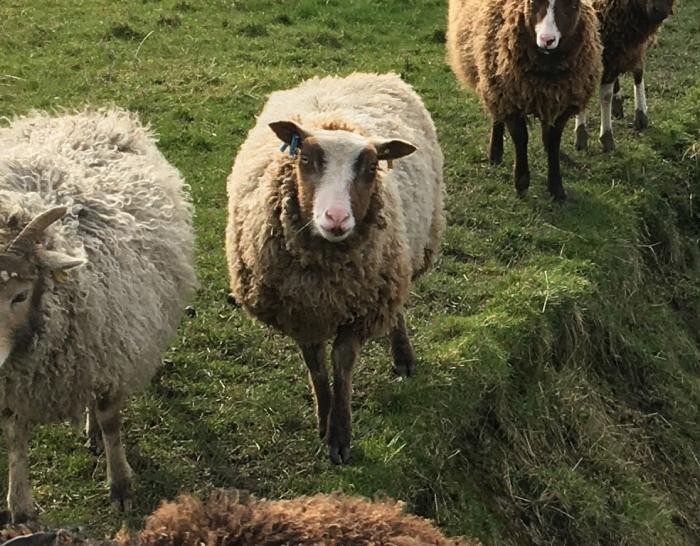 Picture of sheep