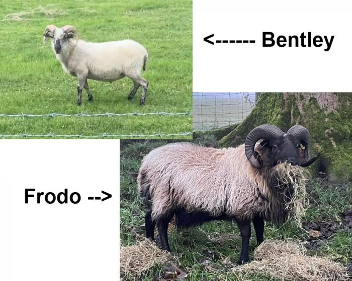 Picture of sheep
