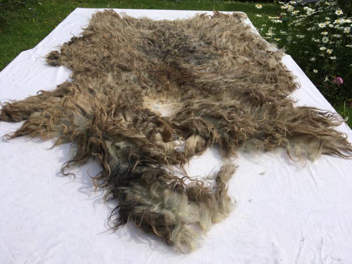 2021 North Ronaldsay Fleece from Little Ronnie