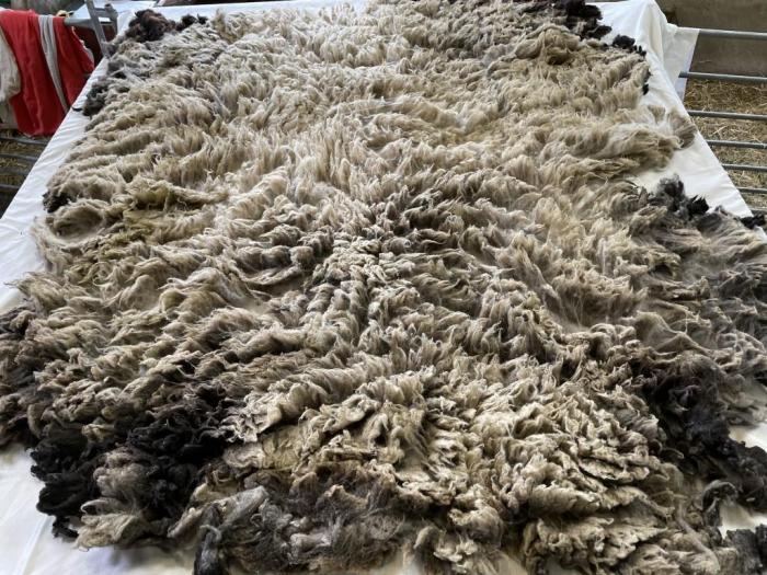 2022 Shetland Shearling Fleece