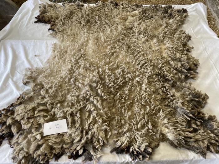 2022 Shetland Shearling Fleece from Lottie