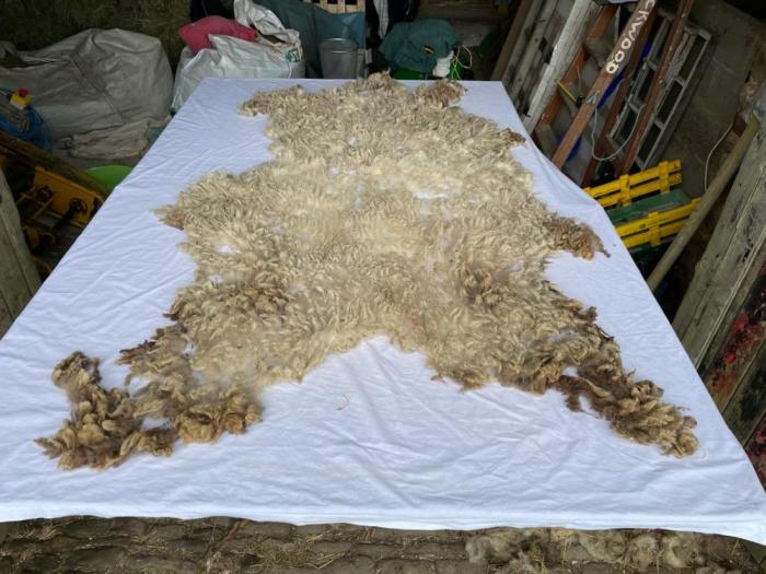 2023 Shetland Shearling Fleece